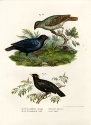 Oiseau jardinier satiné, 1864